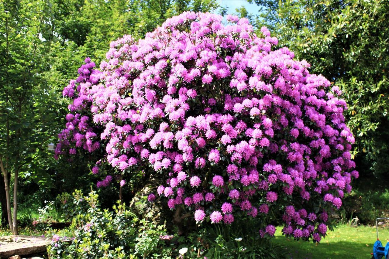 Keryerna Ar C'Haouled "Aux Hortensias" Clevacance Saint-Méen Exteriör bild